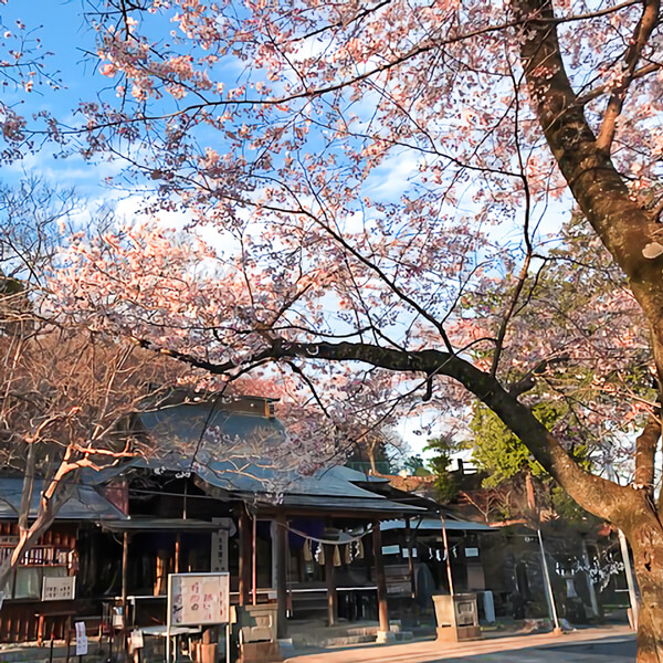 賀茂別雷神社